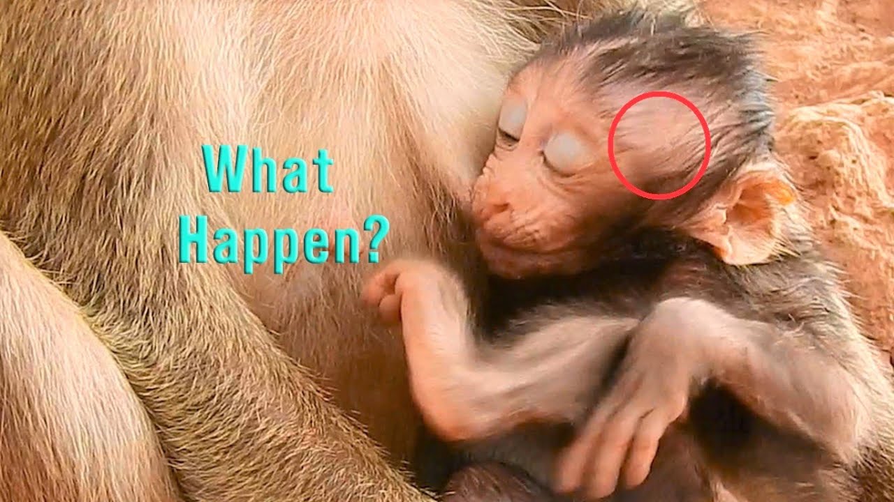 Oops!What Happen Baby Girl Bellona Itches Never Stop?|Why Mom Belley Not Care Her Baby?