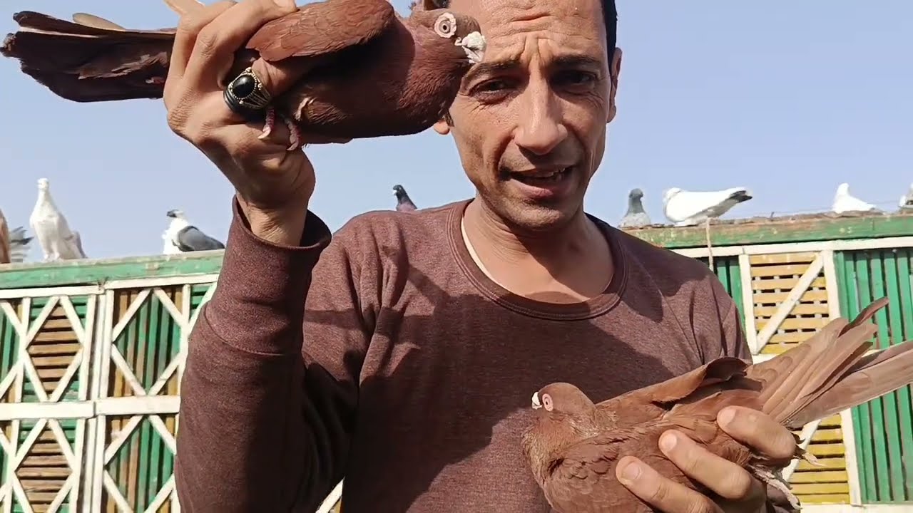 تعالوا نشوف جبت اية ..6 شبابات.مع... اوطة إمبابة 