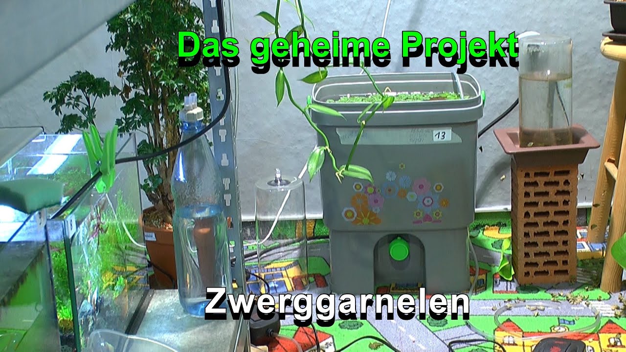 Das geheime Projekt der Caridina Zucht wird nach 6 Monaten gelüftet und das Ergebnis ist Gut
