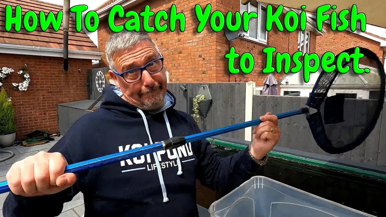 HOW TO CATCH KOI FISH SUPER EASY IN YOUR FISH POND for Inspection?😉👍