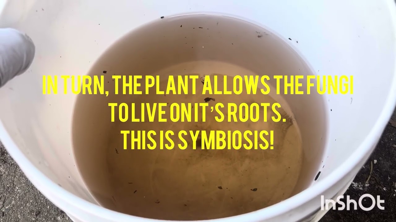 Rooting “summer” fig cuttings - a comprehensive overview 