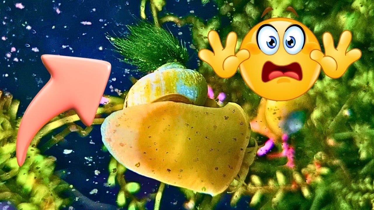 🐌 Alga Na Concha Da Ampulária Faz Mal? Descubra Agora 🌿