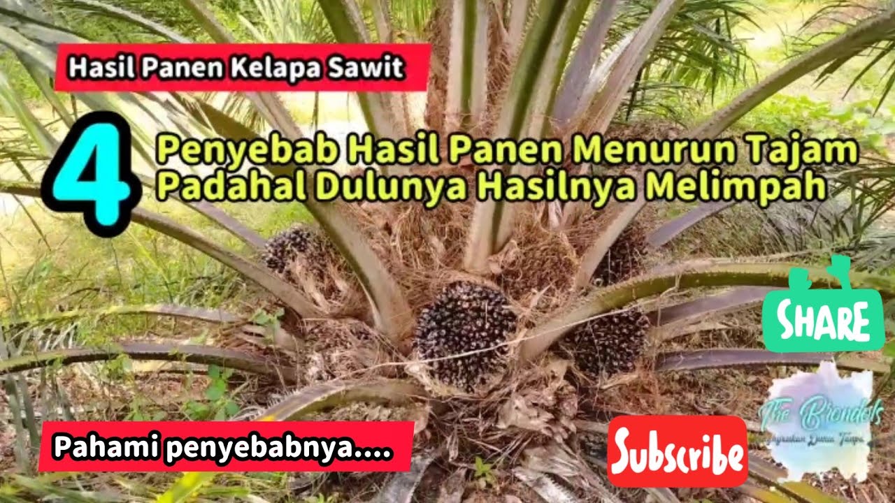 4 Penyebab Hasil Panen Menurun Tajam Padahal Dulunya Hasilnya Melimpah
