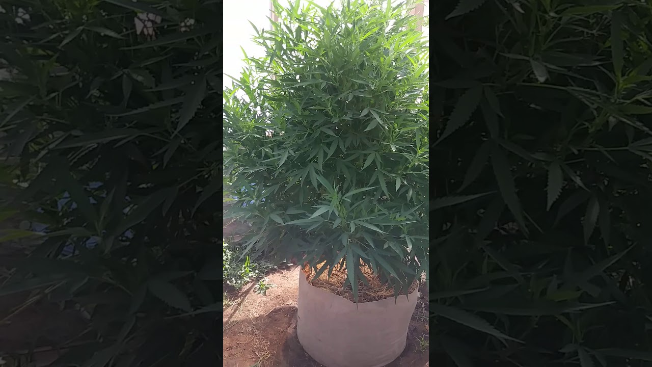 2020 outdoor mmj grow