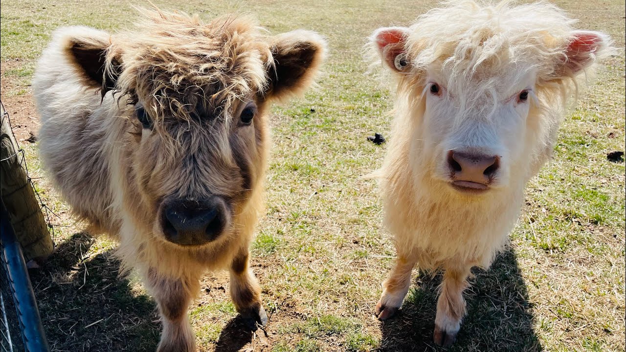 Miniature Scottish Highland Cow Update!