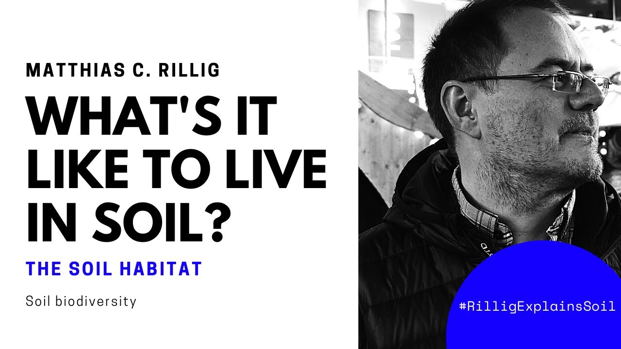 What's it like to live in #soil? #biodiversity - Rillig explains soil.