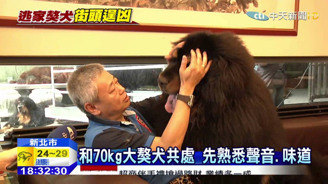 20150503中天新聞　體積大、毛髮濃　70kg獒犬飼養大不易