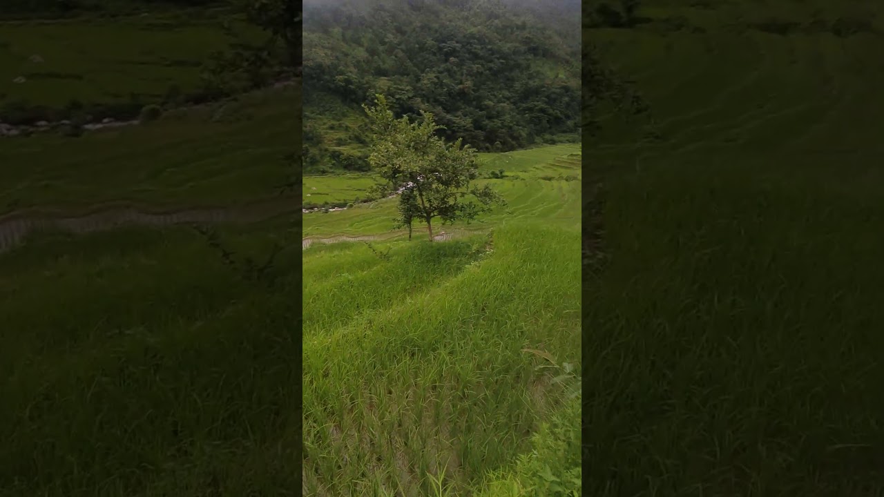 gauma khursani kheti pati lagaudai