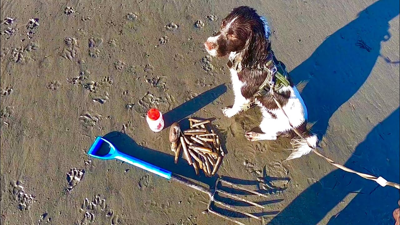 My Dog Collects Razor Clams While Foraging an Extremely Low Tide ! Catch Clean Cook