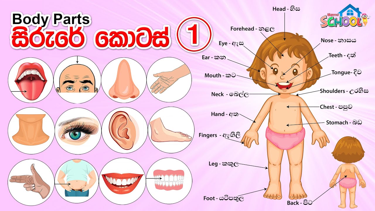 Parts of the body in Sinhala & English - Sirure kotas