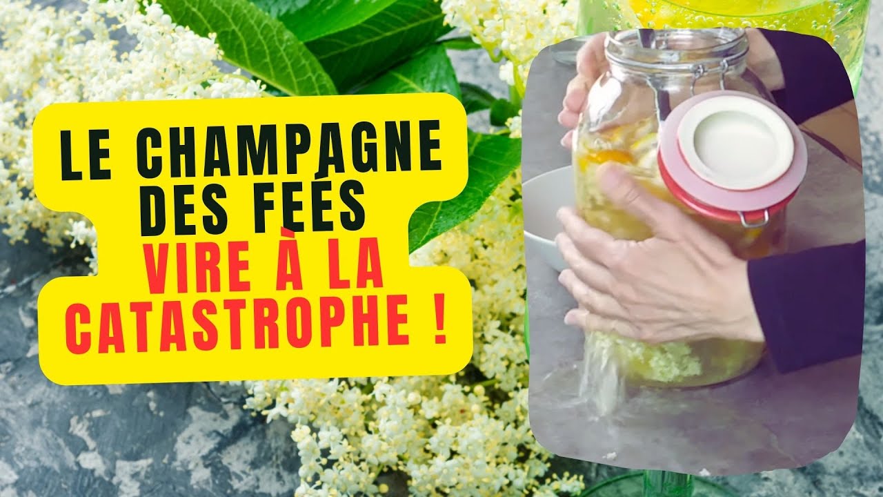 Champagne des Fées : Quand la Boisson Magique Devient un Désastre ! :-)