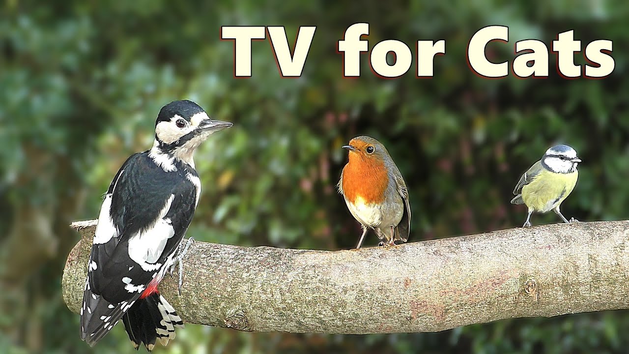 Cat TV ~ Birds for Cats to Watch Special in 4K ⭐ 8 HOURS ⭐