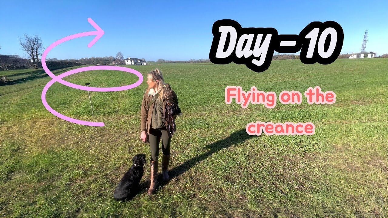 Day - 10 Creance training with Athena the Harris Hawk . 19 weeks old 
