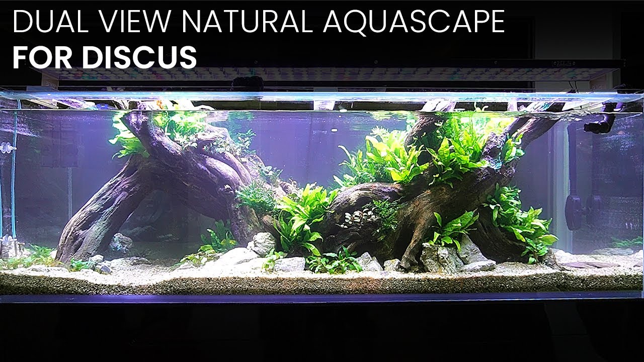 [PROJECTVLOG] MEMBUAT AQUASCAPE TEMA NATURAL UNTUK IKAN DISCUS