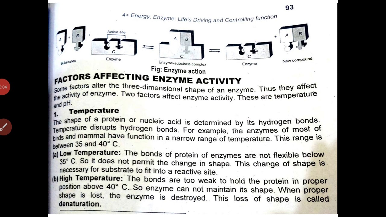 factors affecting enzyme activity (lecture 4)