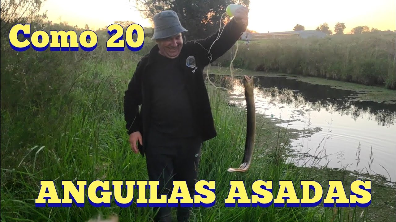 Sacamos como 20 anguilas y algunas gigantes y cocina en Pesca en agua dulce