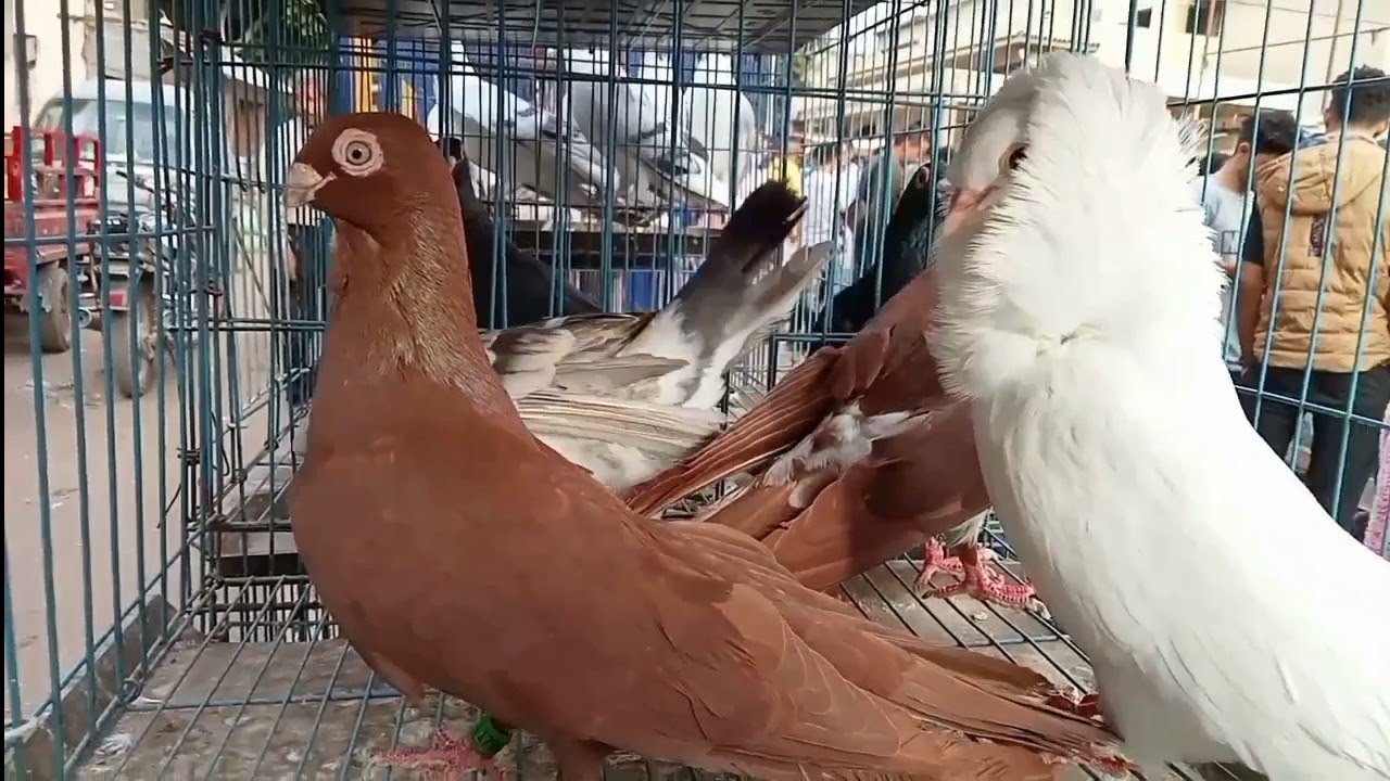 أسعار الحمام  فى سوق الجمعة بالسيدة عائشة 2024🕊️😎