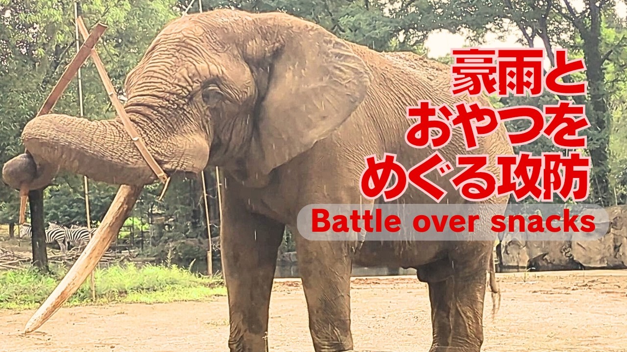 【アフリカゾウ 八木山動物公園】ベンのおやつへの執着が思いがけないドラマを巻き起こす!Ben's Snack Obsession Sparks Unexpected Drama with Lily!