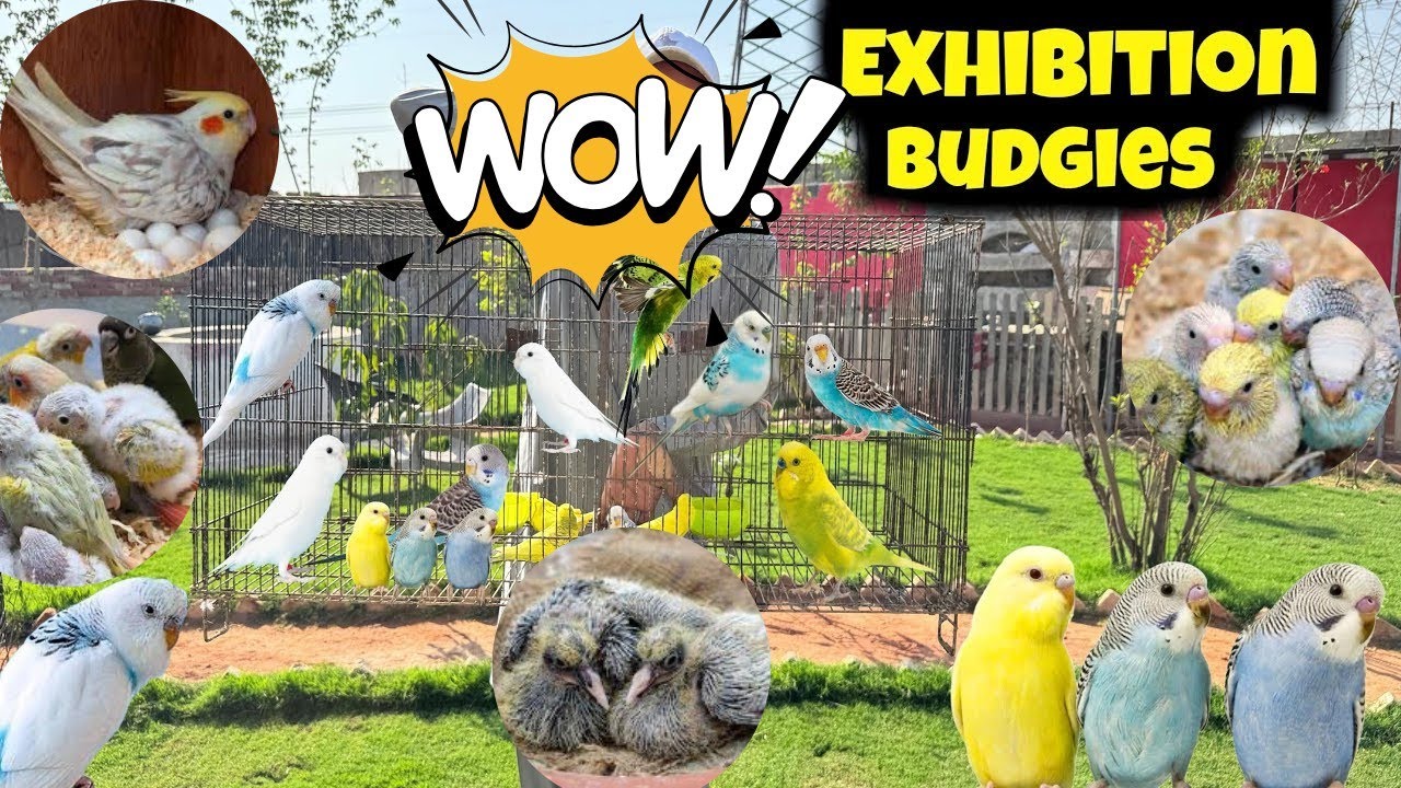 Exhibition Budgies  Aa Rahe Hain ❤️ Bht Piyary Hain ❤️ Sub Birds Bahut Happy Hain 🥰 Maza Ae ga 🥰