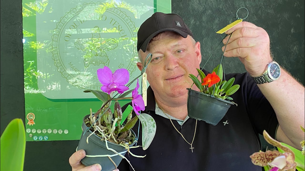 Orqu&iacute;deas Floridas &agrave; Venda | NOVIDADES!