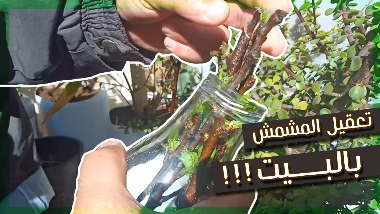 كيفية تعــقيل شجـــرة المشــمش بـأدوات جد بسيـطة ! | استثمر الوقت الذي تقضيه بالبيت