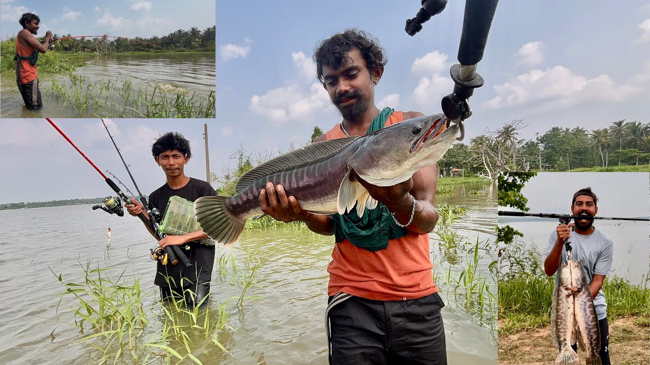 Red line fishing 🐍🎣 ලග ලගම කන රෙඩ් ලයින් 🤩🎣🐟🐠
