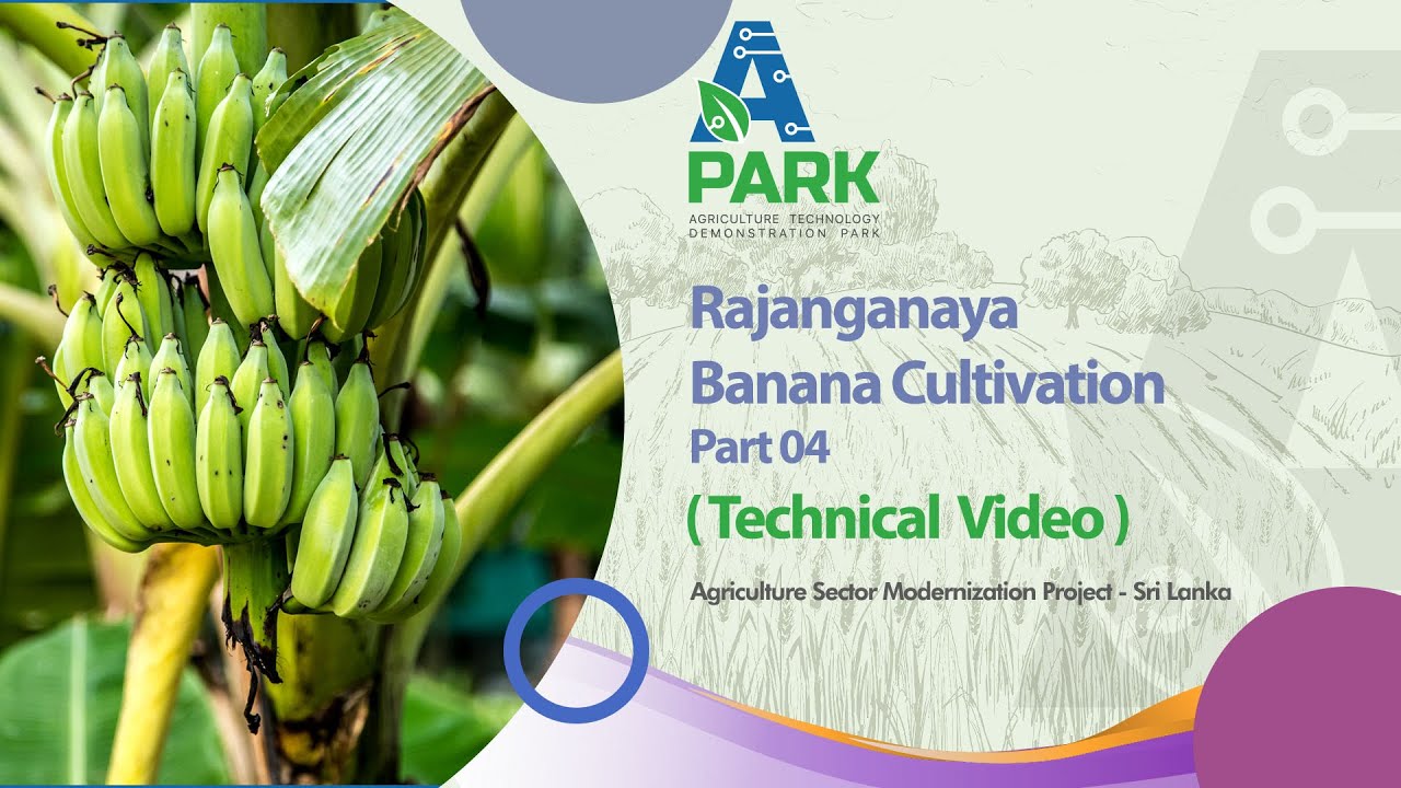 අධි ගණත්ව දෙපේලි ඇඹුල් කෙසෙල් වගාවේ තාක්ෂණය දැනගමු - 04