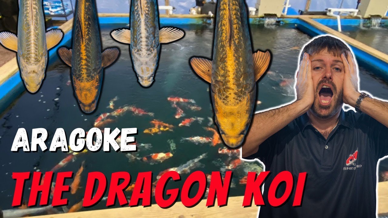 The Dragon Koi! Aragoke from Ikarashi Koi Farm!