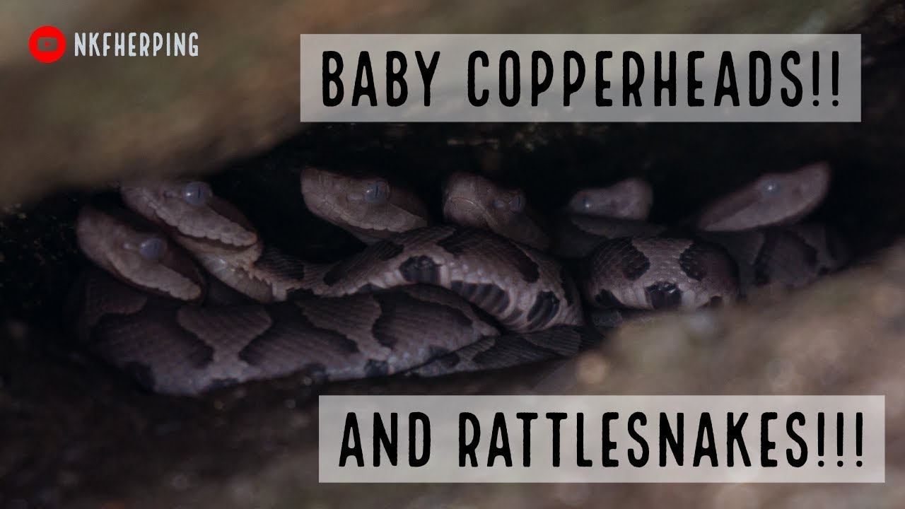 Appalachian Vipers: Baby Season for Georgia Rattlesnakes and Copperheads