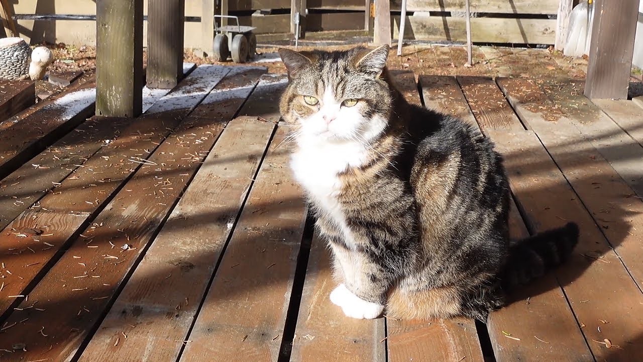 強風を見に行くねこ。-Maru goes to watch the strong wind.-