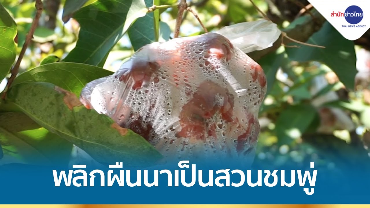 อดีตช่างก่อสร้างพลิกผืนนาเป็นสวนชมพู่ รายได้หลายแสน