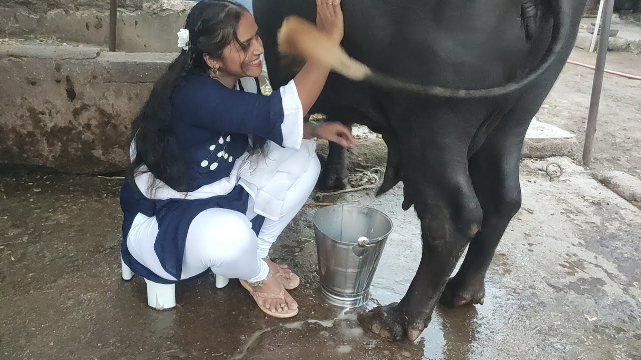 Two Buffalo milking in one video. how to milk Buffalo .Buffalo milking by Hand | Desi Village life