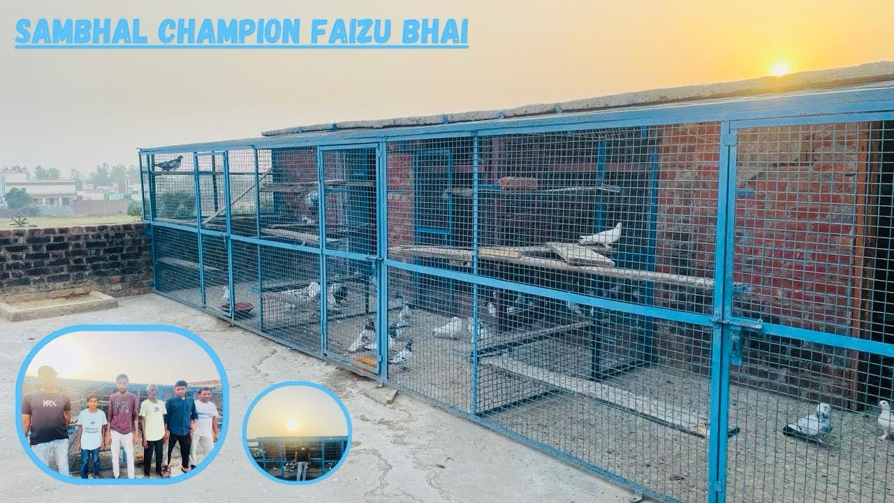 Sambhal Champion Faizu Bhai || Highflyer Pigeon #pigeon #kabootar