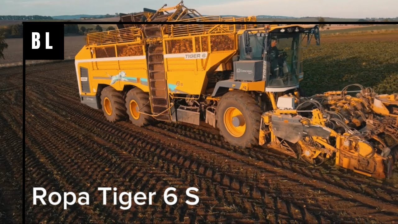 Ropa Tiger 6 S am Zuckerrüben Roden 