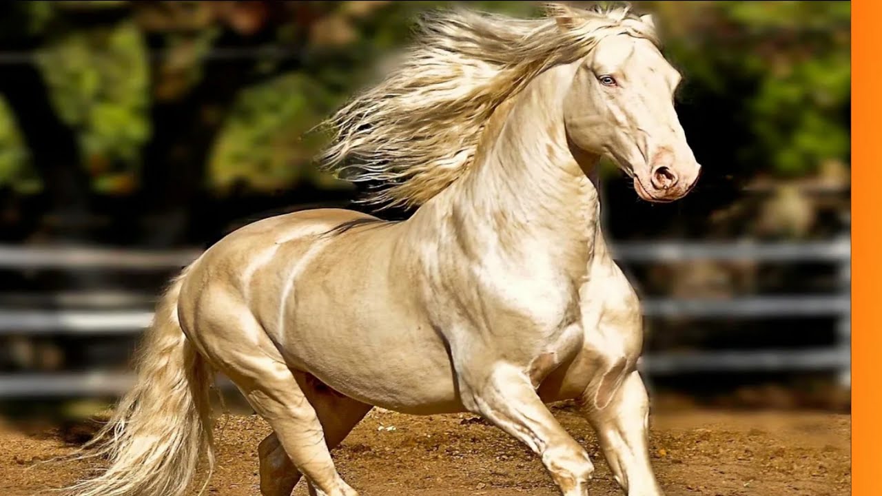 Conheça o cavalo de pelos Metálico