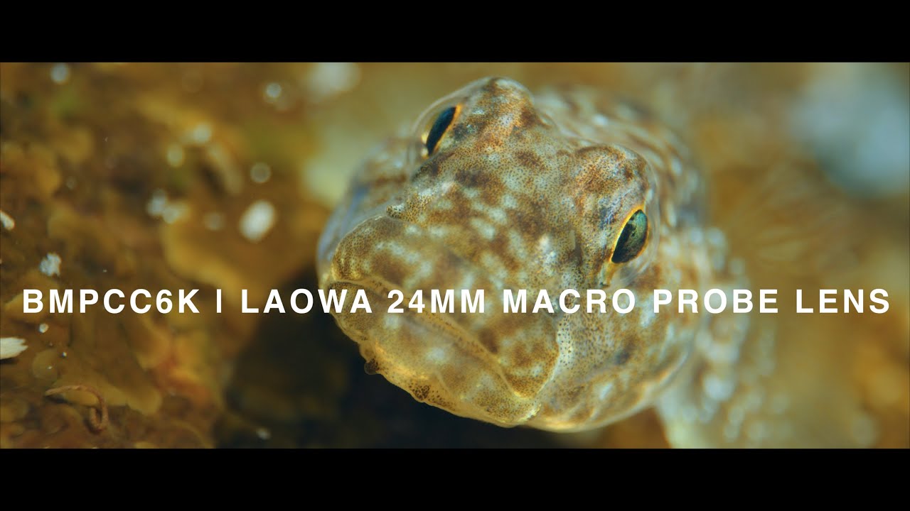 BMPCC 6K | Laowa Probe Lens | Extreme Macro Shots with the Blackmagic Pocket Cinema Camera 6K