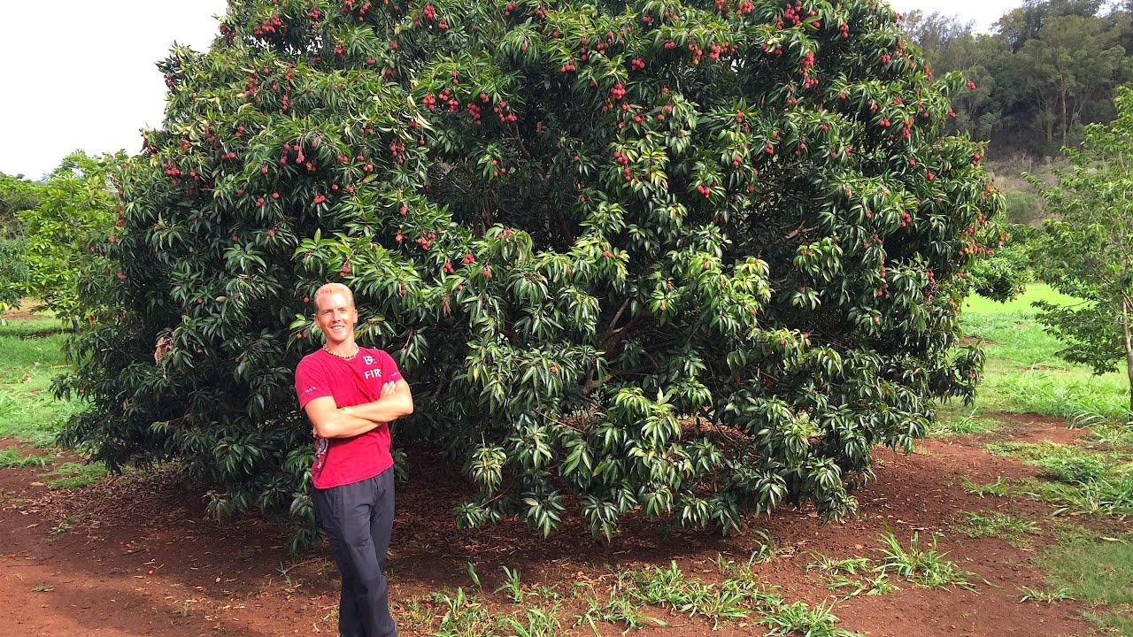 How to Plant a Fruit Tree