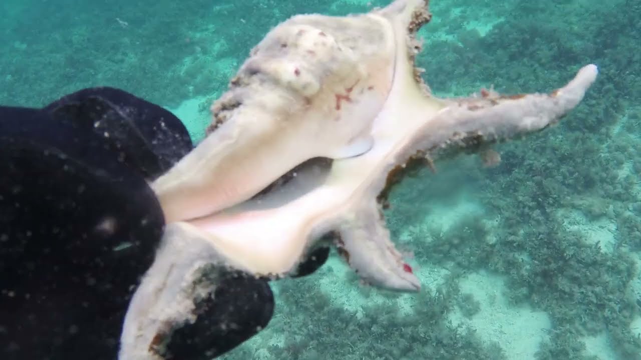 一人でシュノーケル＆素潜り　八重山諸島　黒島　きのこ岩の浜　アカホシカニダマシに会えた！ムスジコショウダイいっぱい！カクレクマノミもいたよ　２０２５年２月２６日
