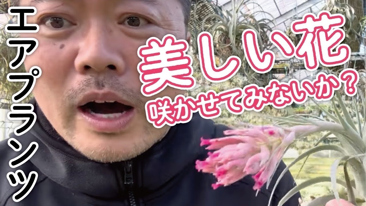 エアプランツの花を咲かせてみないか⁉️