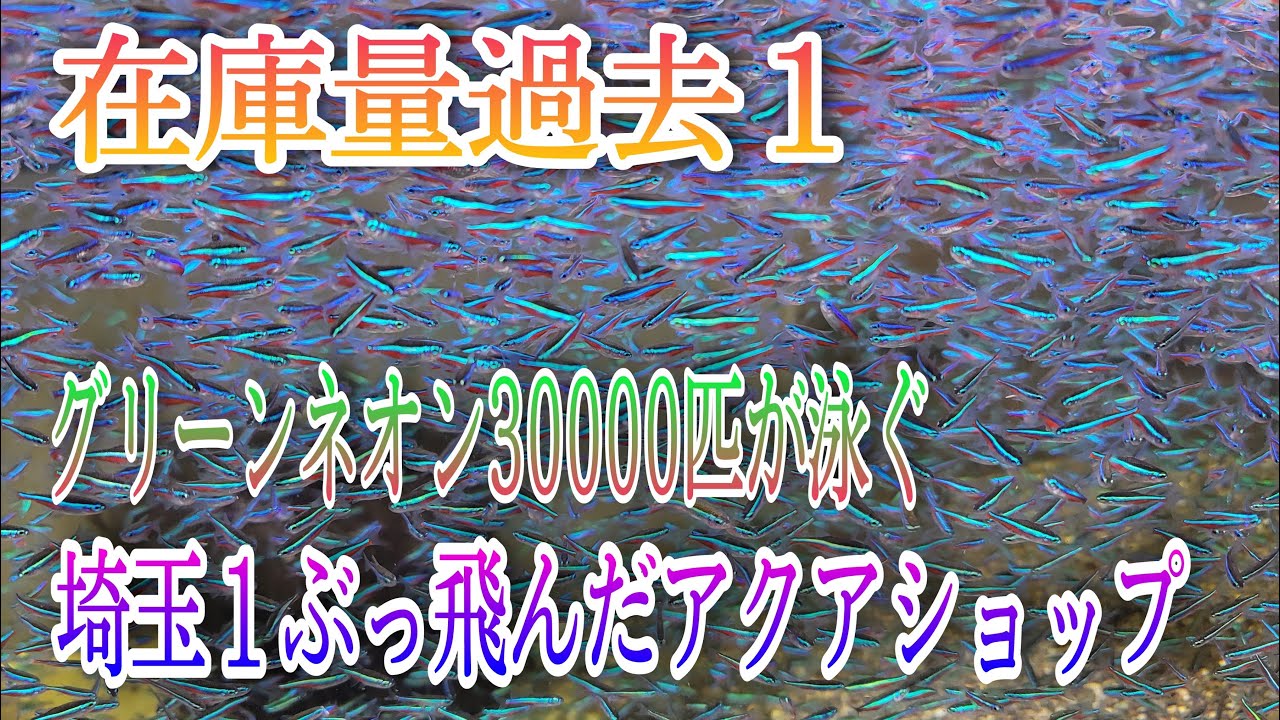 在庫量過去１‼グリーンネオン30000匹が泳ぐ埼玉１ぶっ飛んだアクアショップ‼　【AQUA Revelation J.B. (旧白猫)】アクアリウム　グリーンネオンテトラ