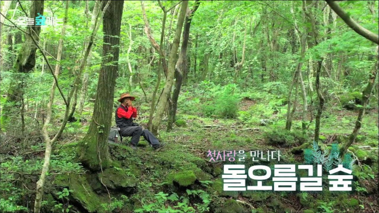오늘 숲에는 [돌오름 숲] KBS제주 240716방송