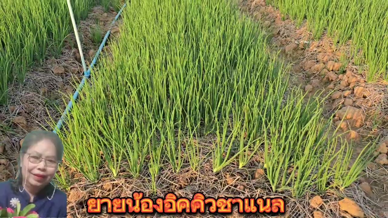 พาชมสวนหอม#วิถีชีวิตบ้านๆ