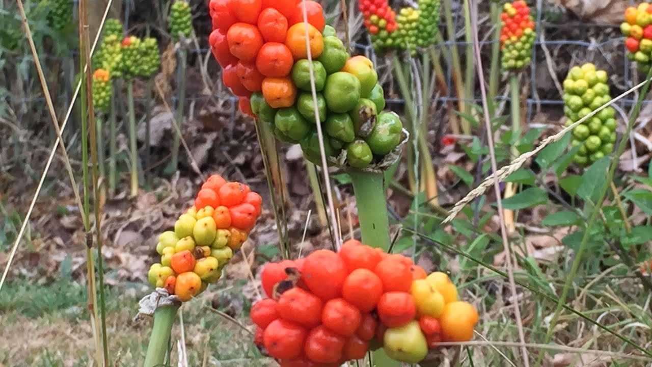 Identifying Lords and Ladies, Arum maculatum and italicum.