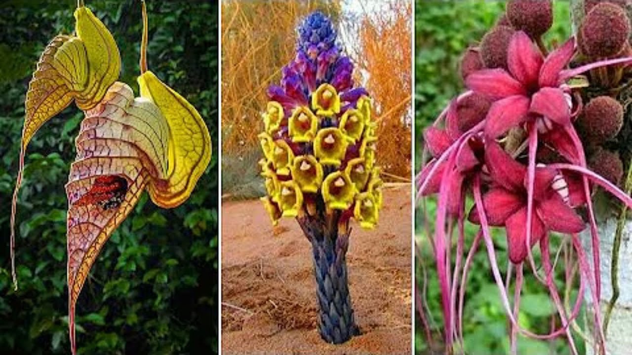 15 Incríveis Plantas Nativas da Amazônia Tão Curiosas Que Você Não Vai Acreditar!