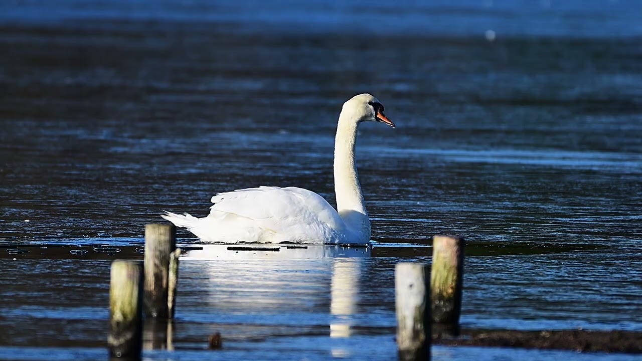 ice trapped swan trying to escape to open water in Poole park today 05/01/26 #birds #wildlife#nature