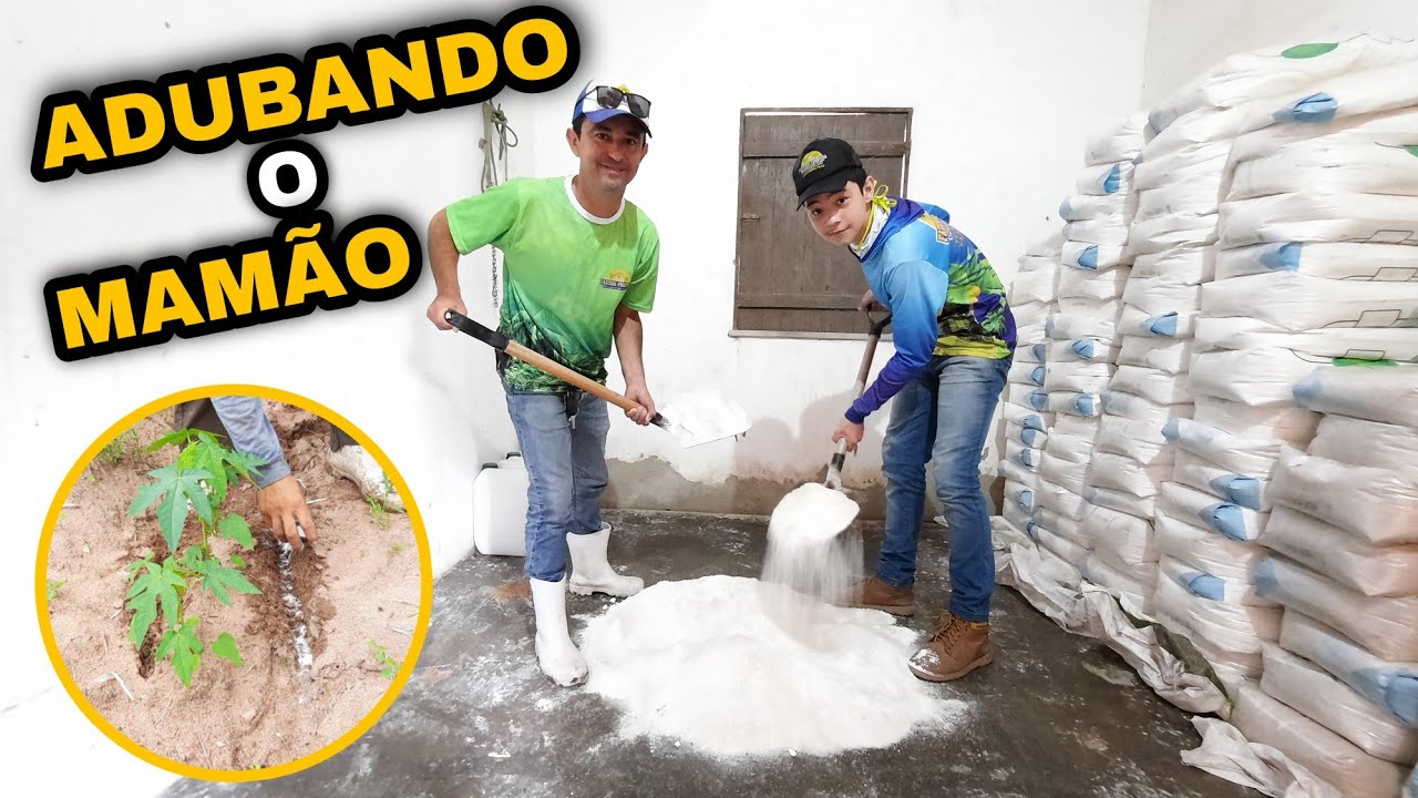 APRENDA COMO ADUBAR MAMÃO | PRIMEIRA ADUBAÇÃO