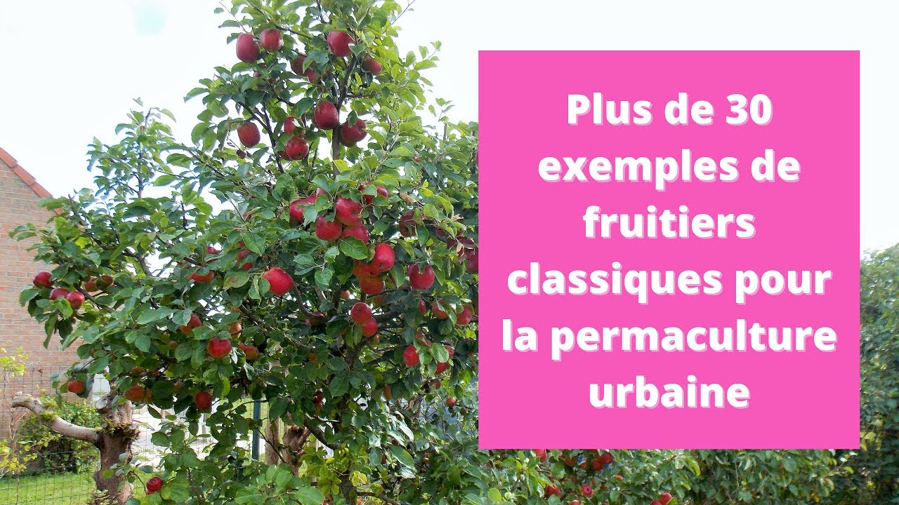 Plus de 30 exemples de fruitiers classiques pour la permaculture urbaine