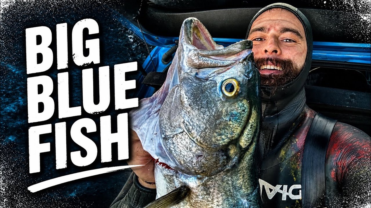Big Bluefish with new Set up #dustylabrax82i 🎯/ Μεγάλο Γοφάρι με Νέο σετάρισμα στο #dustylabrax82i 🎯