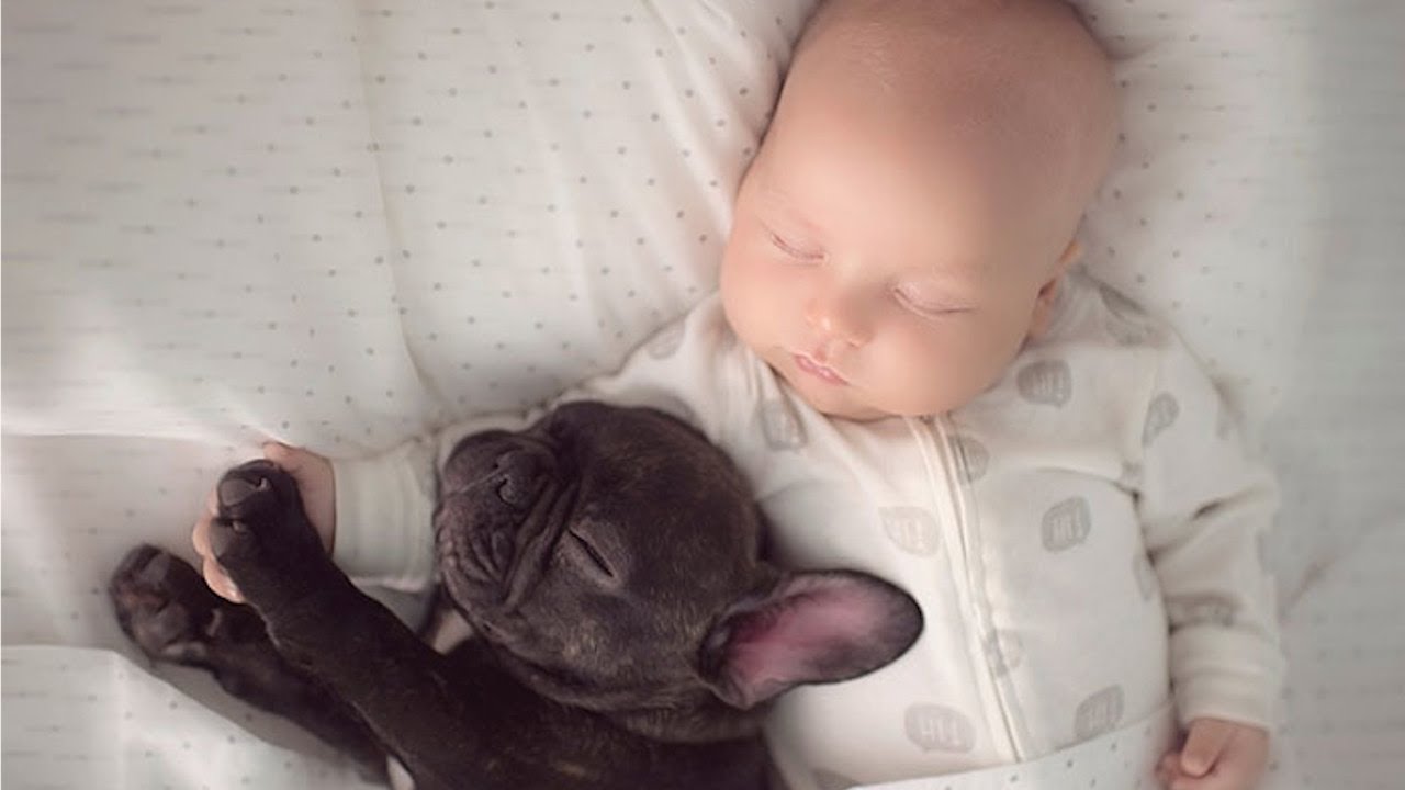 Cute Babies Sleeping With Dogs - Cute Baby & Dog Videos