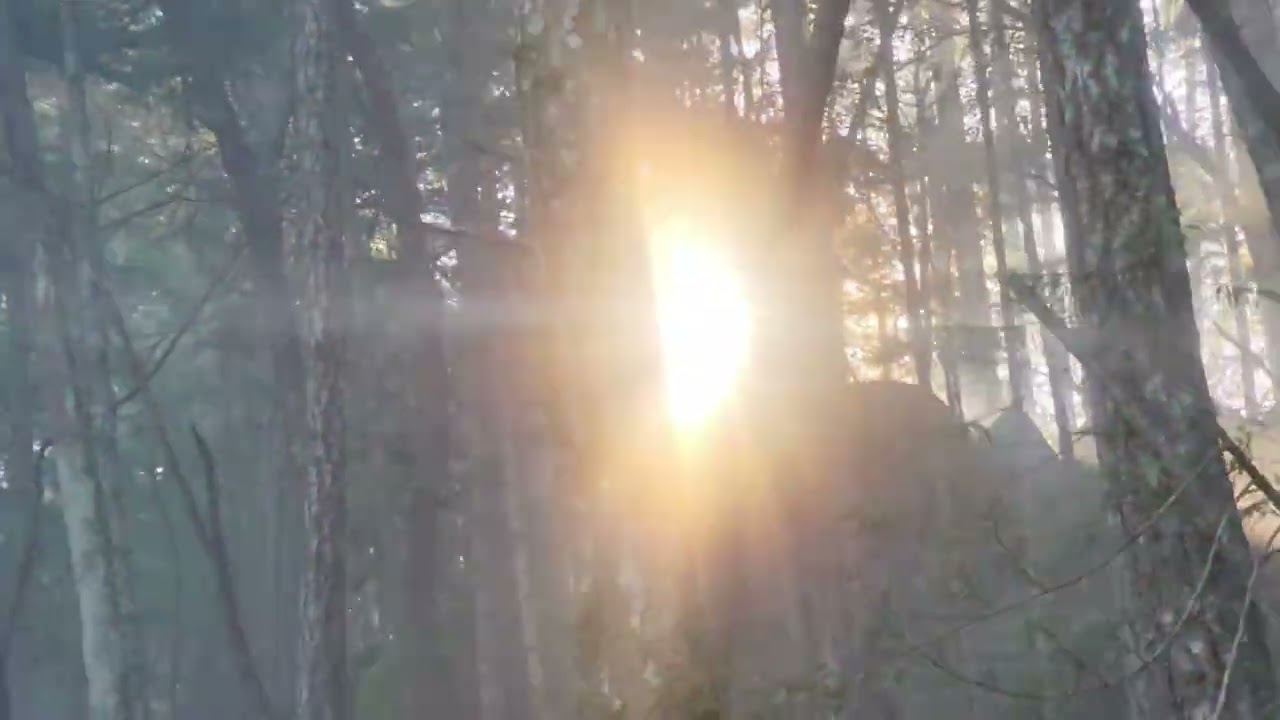 A time-lapse of peace and retreat in the lush. 